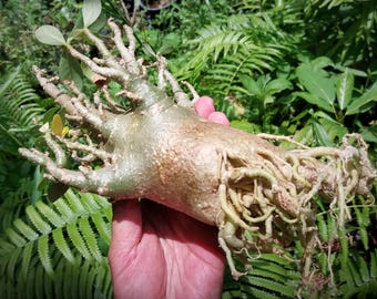 adenium arabicam,mootong