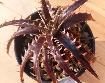 Bromelia Dyckia híbrida de color rojo pardo
