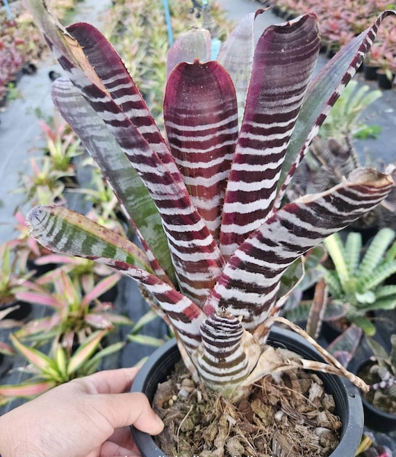ブロメリア・エアープランツ Aechmea Titan Force Bromeliad Aechmea Titan Force - Etsy