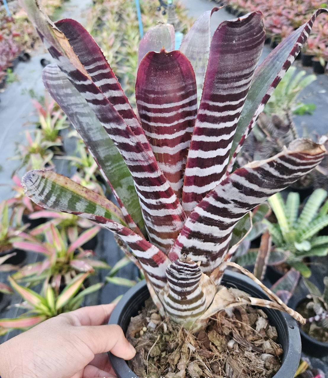 ブロメリア・エアープランツ Aechmea Titan Force Bromeliad Aechmea Titan Force - Etsy