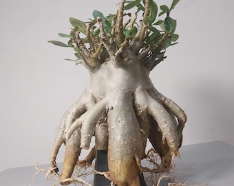 adenium socotranum CHADA DOKDOK