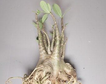 Adenium arabicum tang tong