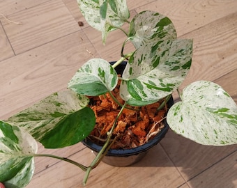 Epipremnum Mármol Variegado