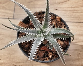 Dyckia Hybrid #6 Plant – 2 Inch Pot, Washed Roots (Phyto Certificate)