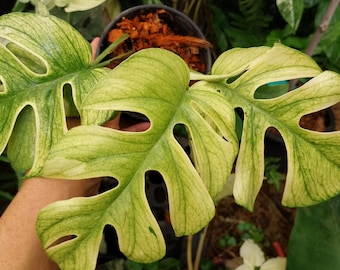 Monstruo blanco de Ginny Rhaphidophora