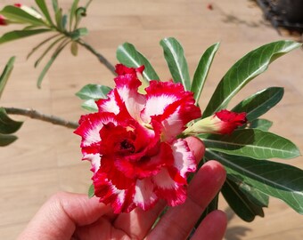Grafted Adenium Obesum  size pot 6 Inch