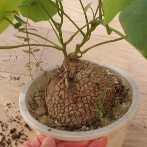Stephania suberosa Indoor Gardening
