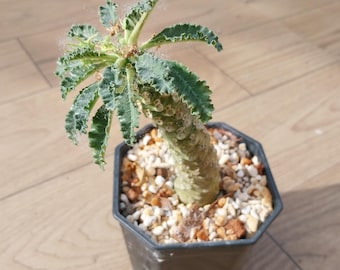 dorstenia lavrani