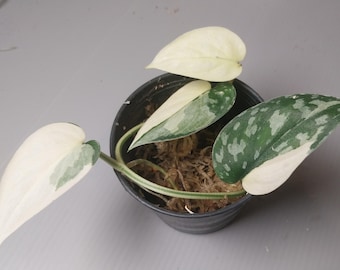 Scindapsus mayari