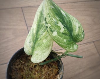 Scindapsus Hologram
