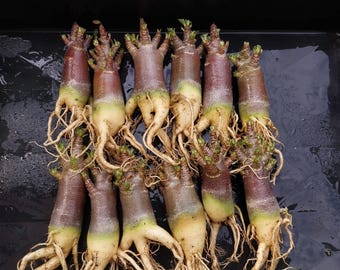 Black adenium Thaisoco set12