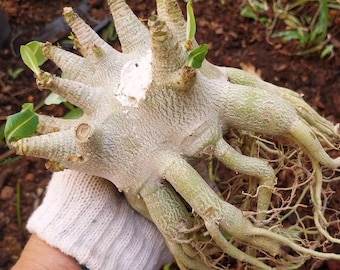 adenium arabicam Godji