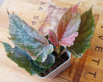Begonia Ginny Galaxy Abigarrada
