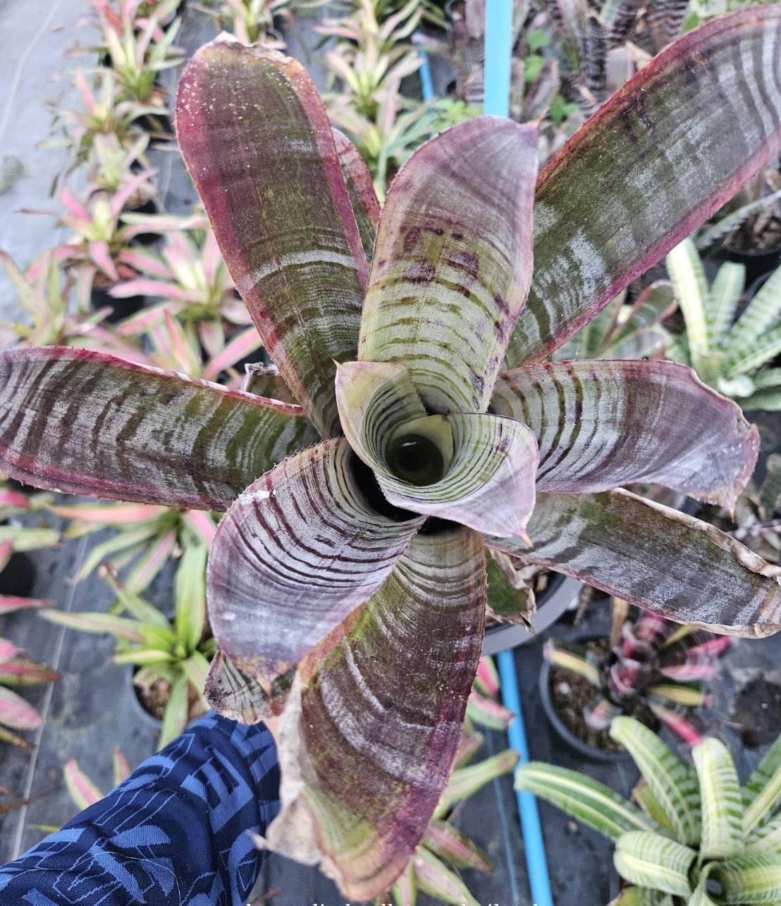 ブロメリア・エアープランツ Aechmea Titan Force Bromeliad Aechmea Titan Force - Etsy