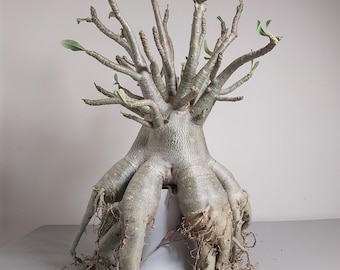adenium socotranum Thai soco  bonzai form