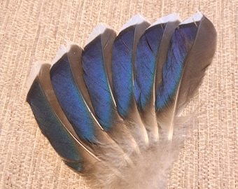 May include: A collection of blue and gray bird feathers with iridescent blue tips. The feathers are arranged in a fan shape.