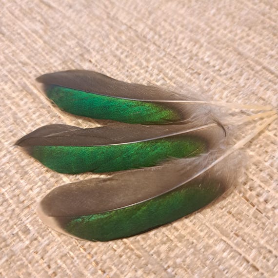 Natural Teal Duck Feathers | Emerald Green Feather | Ideal for Crafting | Fly Fishing