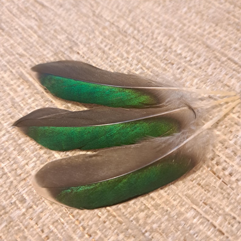 May include: Three feathers with a striking color gradient. The feathers transition from a deep, iridescent green to a dark gray-brown, with a soft, light gray base. The feathers are arranged on a textured, beige surface.