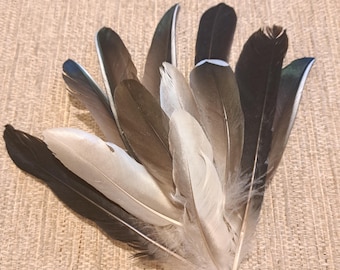 May include: A collection of assorted feathers in shades of black, white, brown, and teal. The feathers are arranged in a fan-like pattern, with varying lengths and textures. The background is a neutral, textured surface.