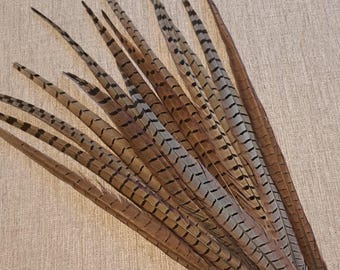 May include: A collection of pheasant feathers, showcasing a natural color palette of brown, tan, and black. The feathers have intricate patterns and textures, ideal for crafting or decorative purposes.