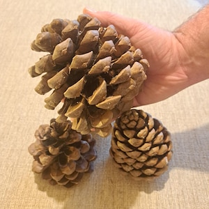 May include: Three brown pine cones of varying sizes. One large pine cone is held by a hand, while two smaller cones sit below. The cones have a textured, layered appearance, with a natural, earthy aesthetic.