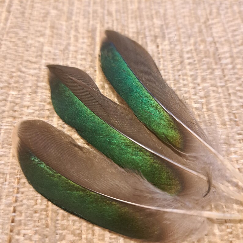 May include: Three iridescent feathers with a striking combination of green, black, and gray hues. The feathers are arranged on a textured, beige surface, showcasing their natural beauty and intricate details. The feathers have a soft, fluffy texture at the base.