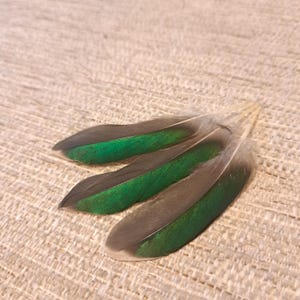 May include: Three feathers with a striking color combination. The feathers have a dark grey outer edge and a vibrant green center. The feathers are arranged on a textured, beige surface.