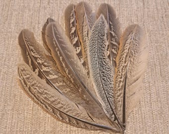 May include: A collection of eight brown and gray pheasant feathers with a speckled pattern. The feathers are arranged in a fan shape.