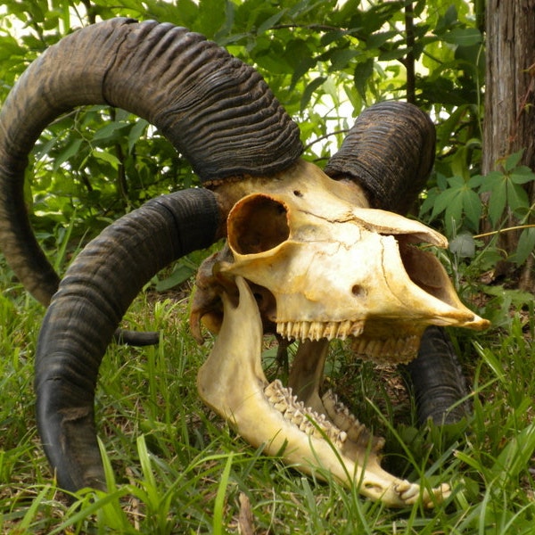 Reserved for nethersphere Do Not Purchase Extremely Rare Massive Four Horned Rams Trophy Skull