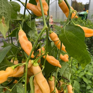 Heirloom Hot Pepper Seeds: Sugar Rush Peach