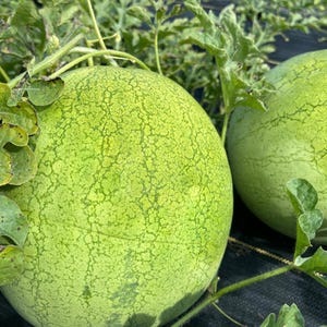 Early Polish, Watermelon