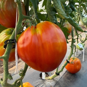 Goat's Bag, Tomato