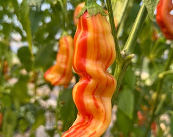 Gestreift Sugar Rush Pfirsich, Pfeffer