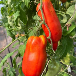 May include: Close-up of ripe, red Roma tomatoes hanging from a vine. The tomatoes have a vibrant red color with a slightly elongated shape. Green leaves and unripe tomatoes are visible in the background.