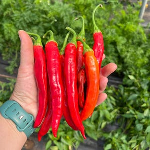 Open Pollinated Cayenne Pepper Seeds: Red Rocket