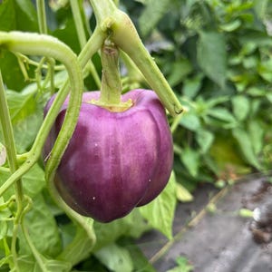 Heirloom Pepper Seeds: Lilac Bell
