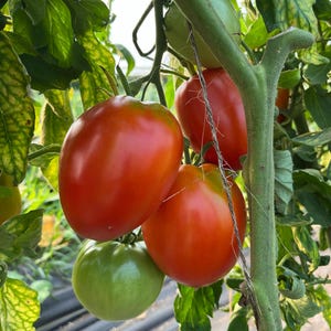 Heirloom Tomato Seeds: Ted&#39;s Italian