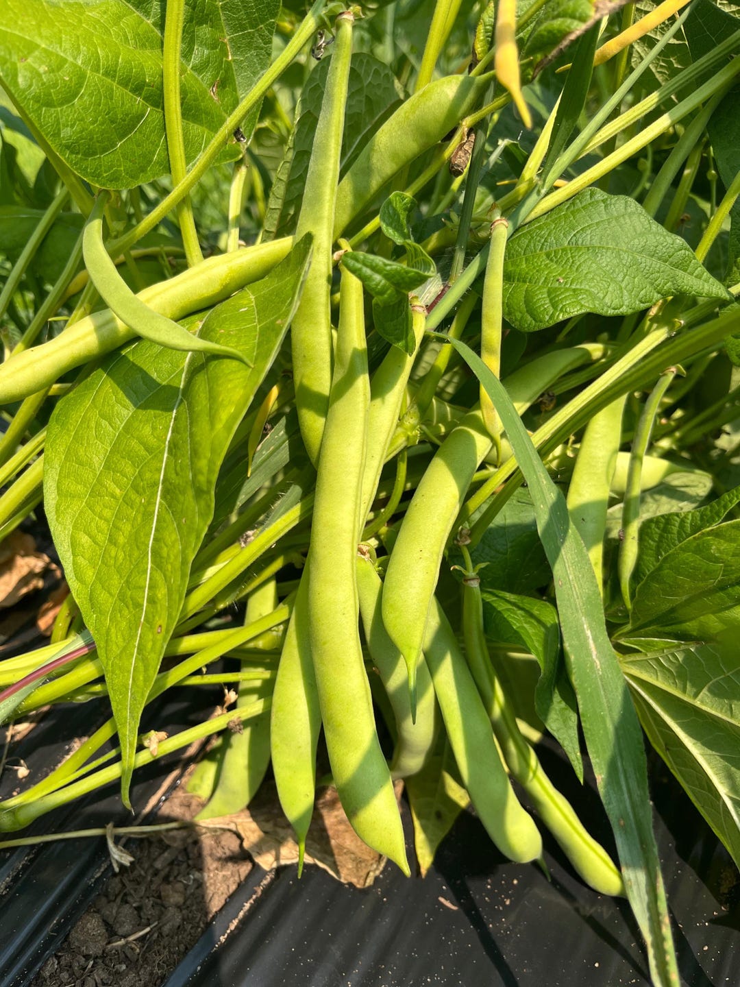First Bean King of the Early, Bean - Etsy