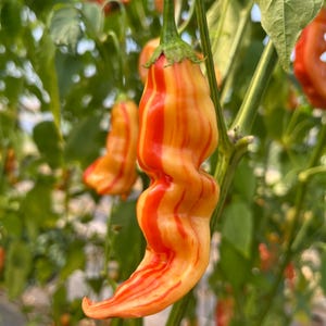 Heirloom Hot Pepper Seeds: Striped Sugar Rush Peach
