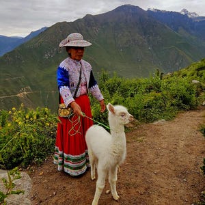 May include: A woman in traditional Andean dress leads a white alpaca on a lead along a dirt path. She wears a red skirt, embroidered jacket, and hat. Mountains and a cloudy sky are in the background.