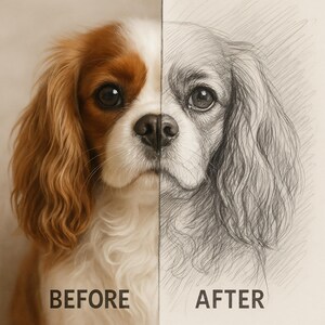 May include: A split image showcasing a Cavalier King Charles Spaniel. The left side is a color photograph of the dog, featuring brown and white fur. The right side is a pencil sketch of the same dog. Text at the bottom reads "BEFORE" and "AFTER".