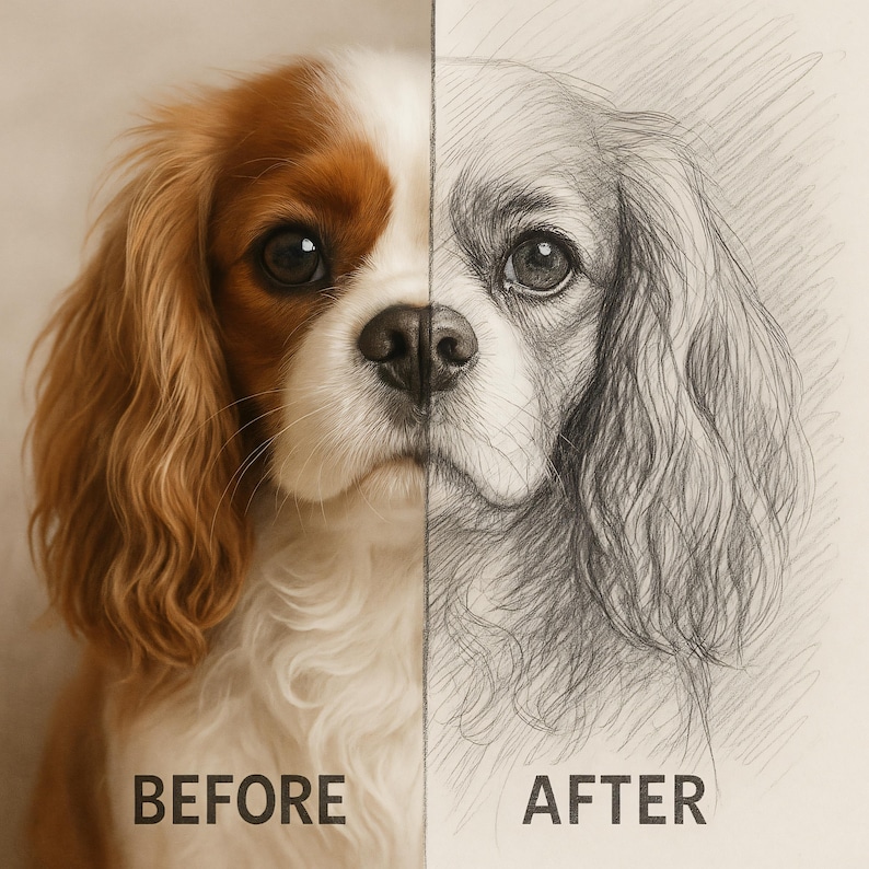 May include: A split image showcasing a Cavalier King Charles Spaniel. The left side is a color photograph of the dog, featuring brown and white fur. The right side is a pencil sketch of the same dog. Text at the bottom reads "BEFORE" and "AFTER".