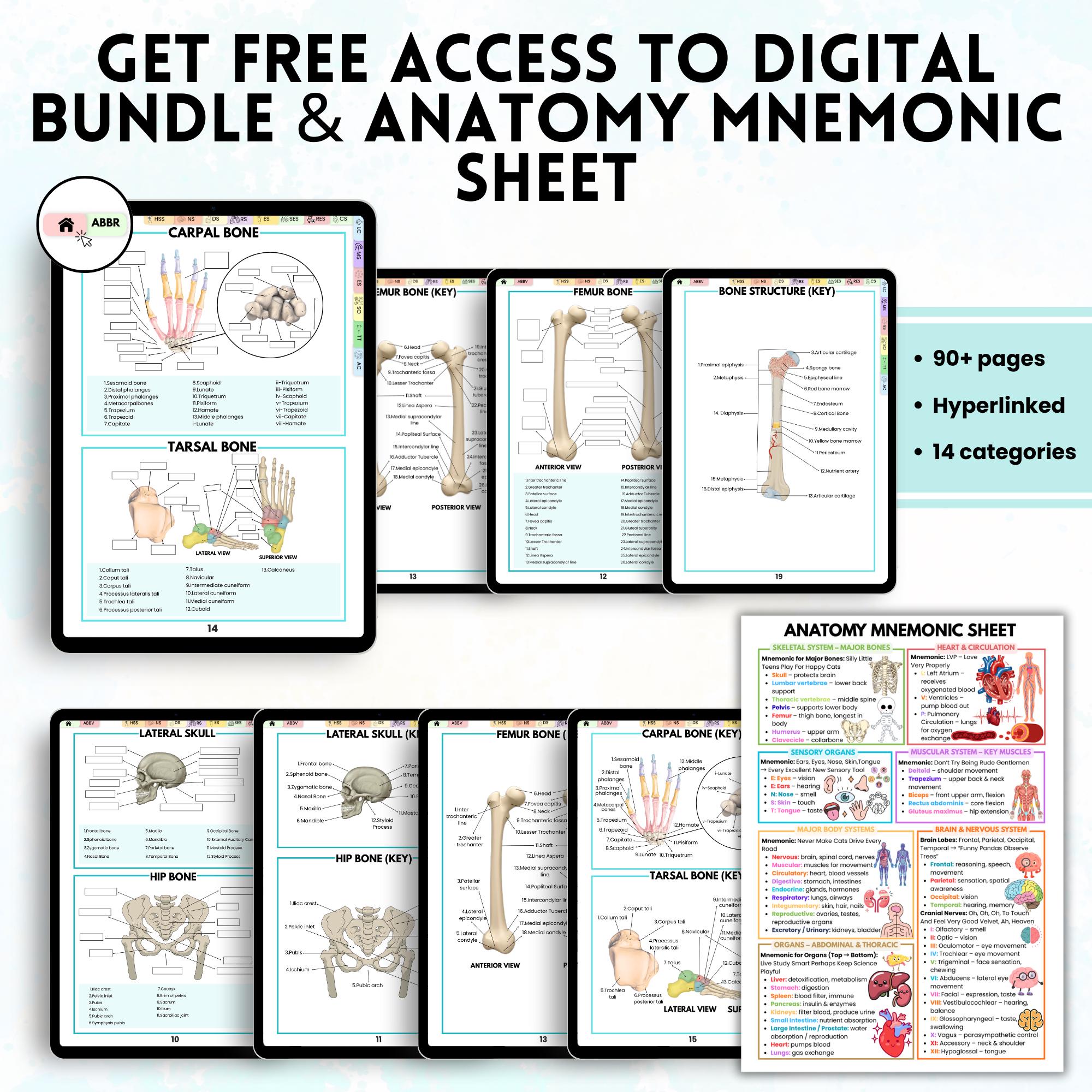 Human Anatomy Labeling Worksheets Book | Physical Anatomy Workbook ...