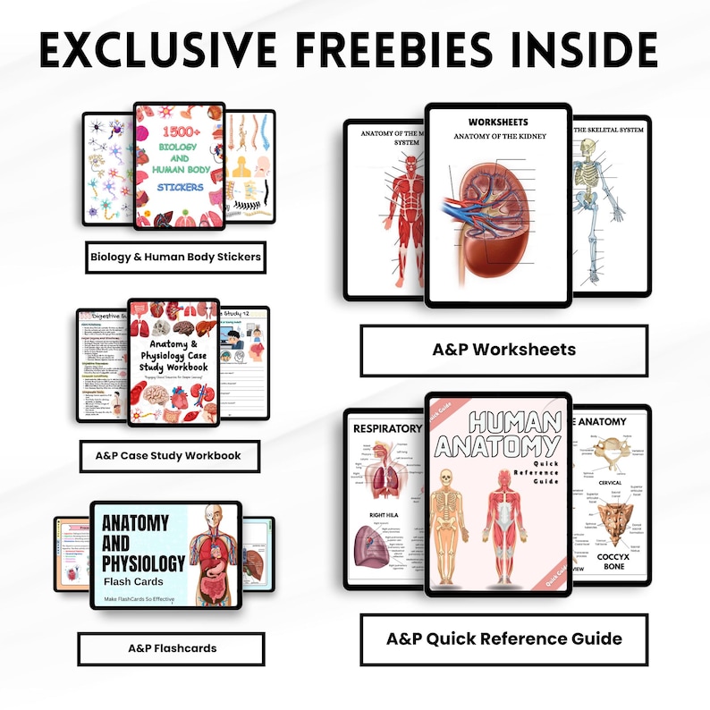 May include: A collection of educational materials, including flashcards, workbooks, and quick reference guides, for anatomy and physiology studies. The image also features stickers related to biology and the human body. The text "EXCLUSIVE FREEBIES INSIDE" is at the top.