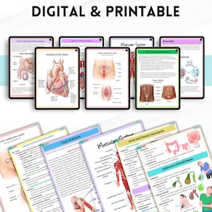May include: Digital and printable medical anatomy charts. The charts cover various body systems, including the male reproductive system, muscular system, and the heart. The charts are displayed on tablets and printed sheets.