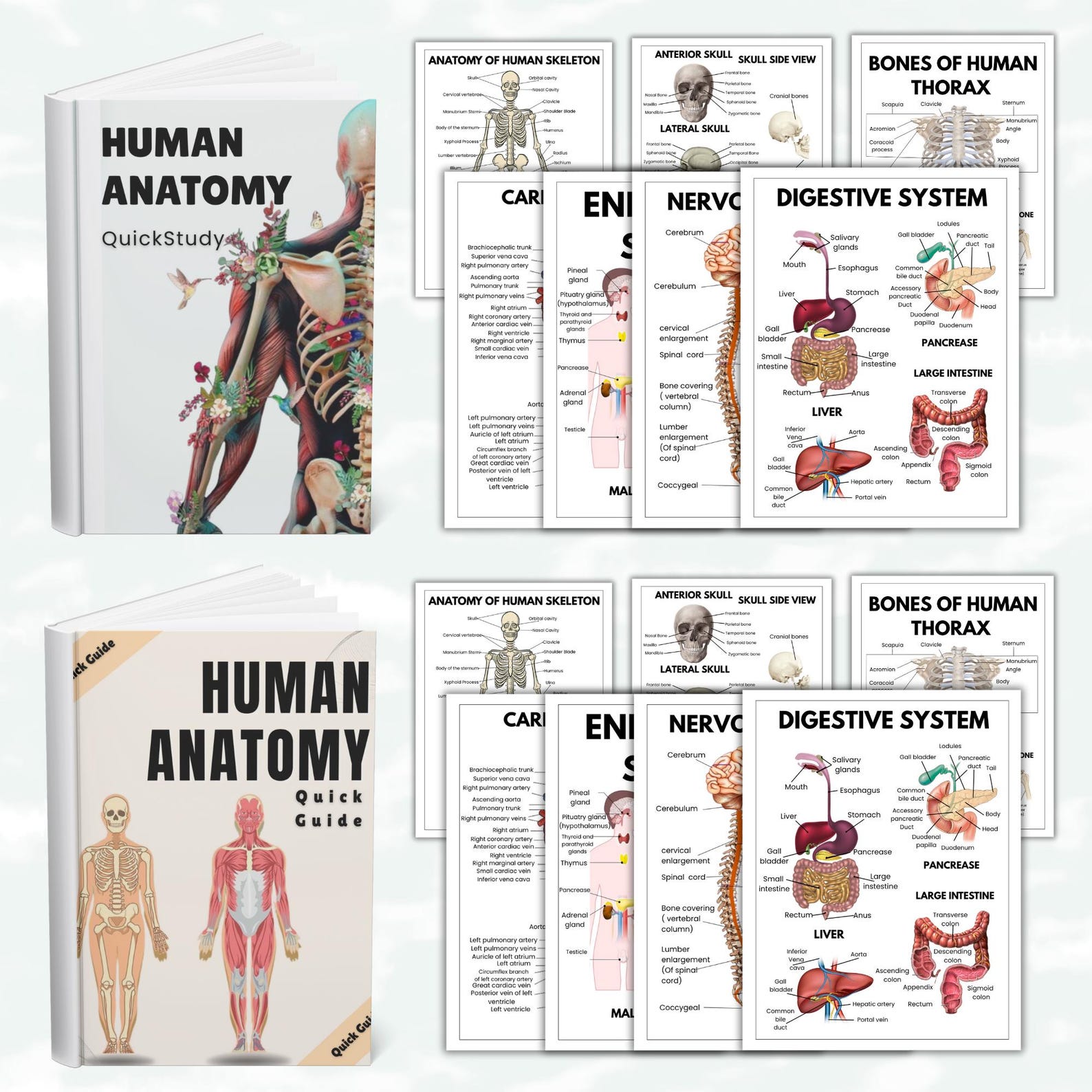 Human Anatomy Guide, 20 Pages Pdf, Human Body Systems Quick Guide, Med ...