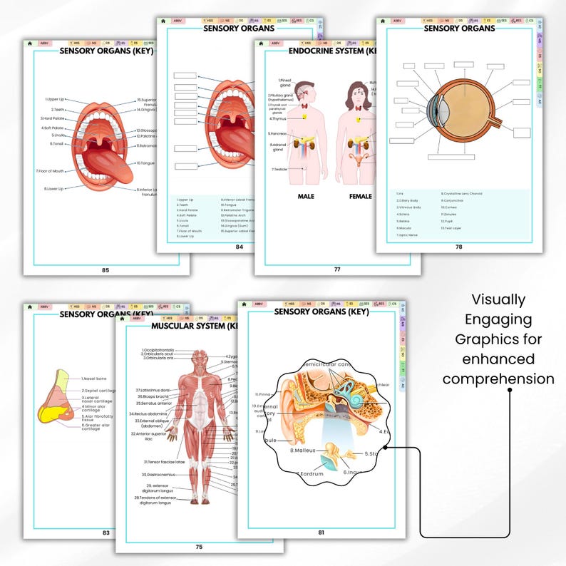 Anatomy Labeling Workbook | Nursing Study Guide | Human Body Systems ...