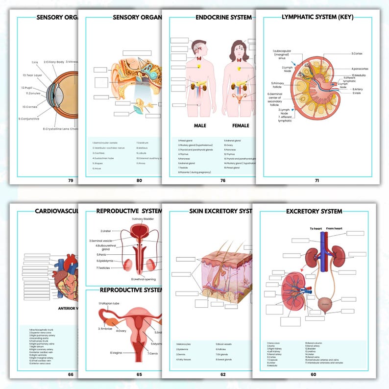 Human Anatomy Labeling Worksheets Book | Physical Anatomy Workbook ...