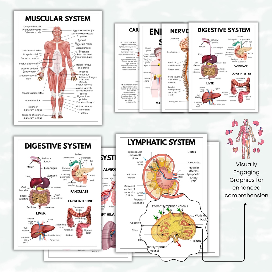 Human Dissection Guide Human Anatomy Guide, 20 Pages Pdf, Human Body Systems Quick Guide, Med ...
