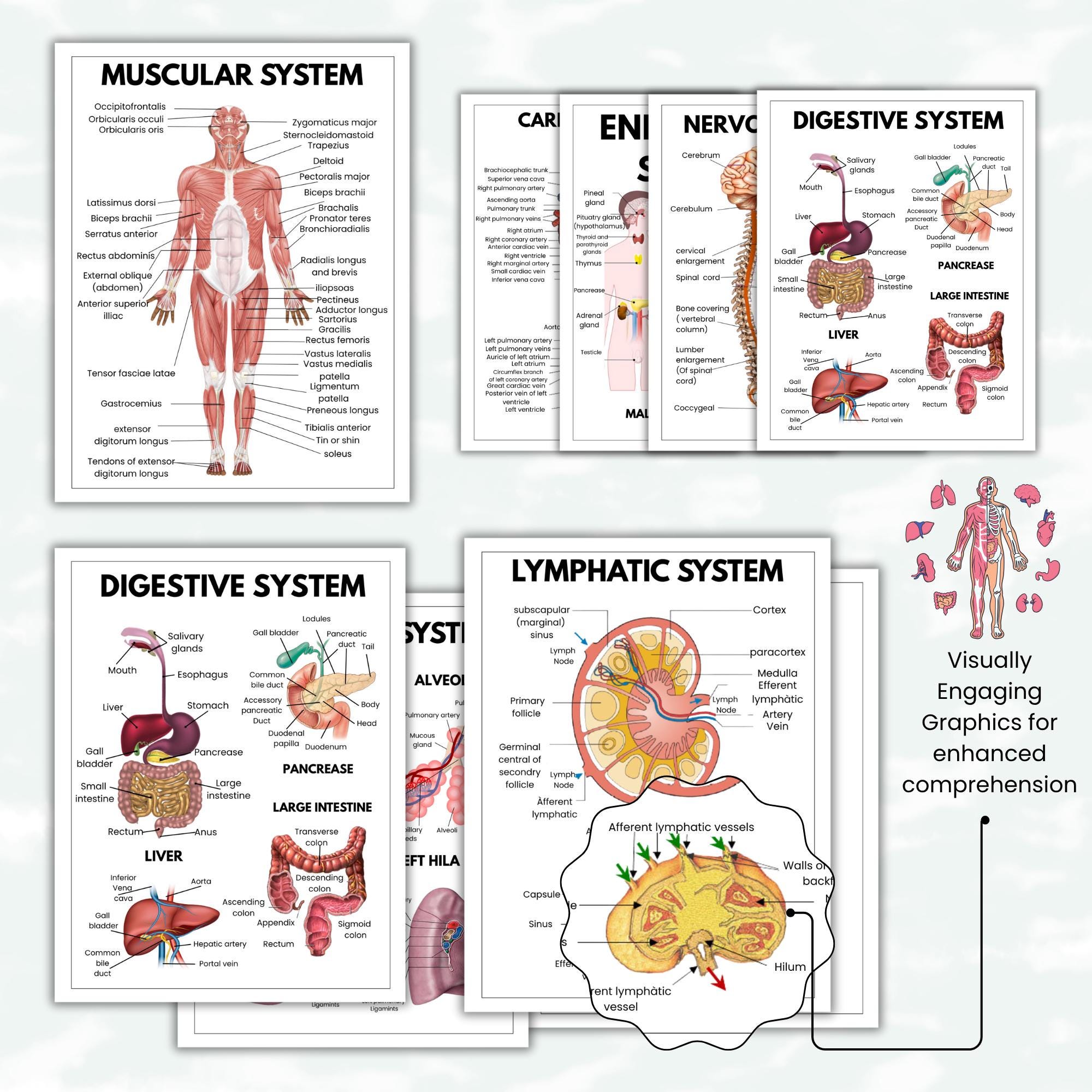 Human Anatomy Guide, 20 Pages Pdf, Human Body Systems Quick Guide, Med ...